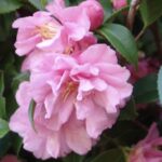 Camellia japonica 'Fragrant Pink' 