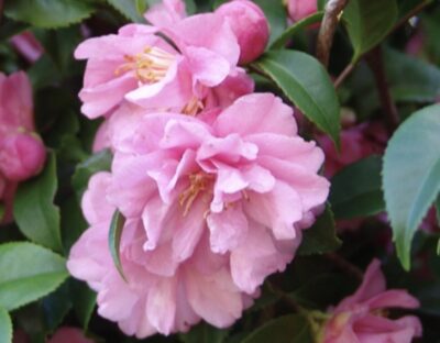 Camellia japonica 'Fragrant Pink' 