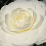 Camellia japonica 'Harriet Knapp'