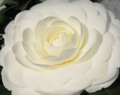 Camellia japonica 'Harriet Knapp'