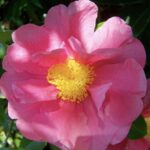 Camellia japonica 'Wheeler'