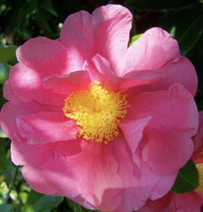 Camellia japonica 'Wheeler'