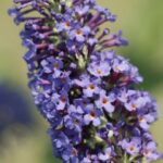 Buddleia davidii 'Empire Blu'