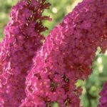 Buddleia davidii 'Royal Red'