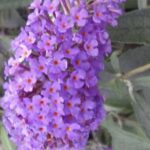 Buddleia davidii 'Sophie'