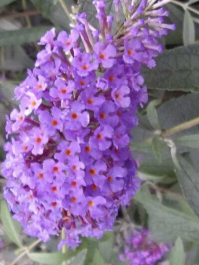 Buddleia davidii 'Sophie'