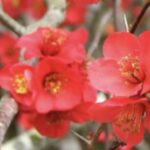 Chaenomeles speciosa 'Rubra'