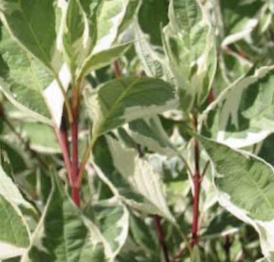 Cornus alba 'Elegantissima'