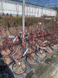 Cornus alba 'Elegantissima' CL3