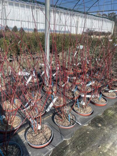 Cornus alba 'Elegantissima' CL3