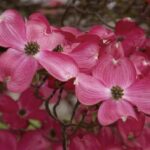 Cornus florida 'Cherokee Chief' brattee