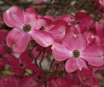 Cornus florida 'Cherokee Chief' brattee