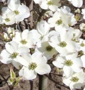 Cornus florida 'Daybreak' brattee