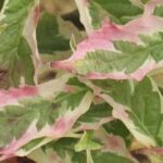 Cornus florida 'Daybreak' foglie