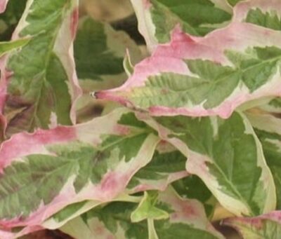 Cornus florida 'Daybreak' foglie