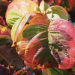 Cornus florida 'Rainbow' foglie