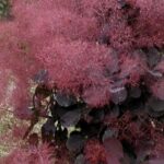 Cotinus coggygria 'Royal Purple'