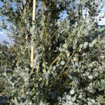 Dettaglio Eucalyptus gunnii 'Silverana' EUCALIPTO Vivai Frappetta
