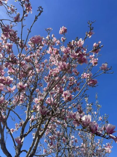 Dettaglio Magnolia Soulangeana