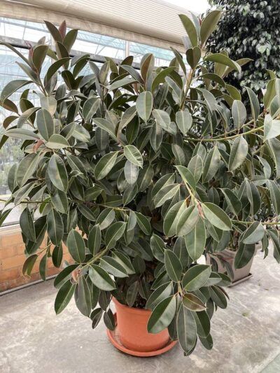 Ficus elastica 'Melany' 180-200