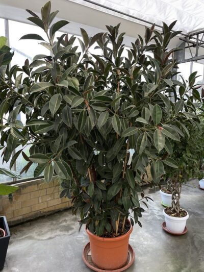 Ficus elastica 'Melany' 200-250