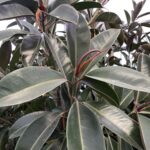 Foglie di Ficus elastica 'Melany'
