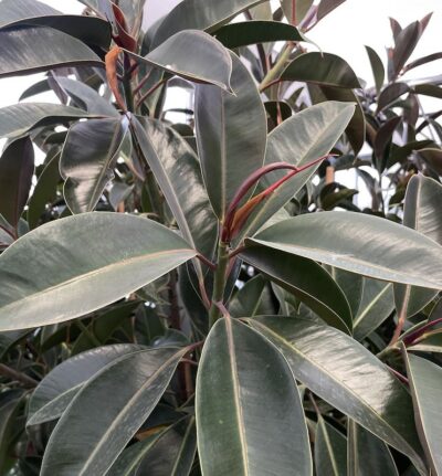 Foglie di Ficus elastica 'Melany'