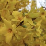Forsythia x intermedia 'Lynwood'