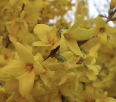 Forsythia x intermedia 'Lynwood'