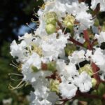 Lagerstroemia indica 'Nivea'