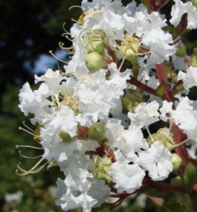 Lagerstroemia indica 'Nivea'