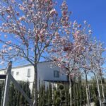 Magnolia soulangeana Alto Fusto - Vivai Frappetta