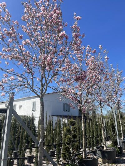 Magnolia soulangeana Alto Fusto - Vivai Frappetta