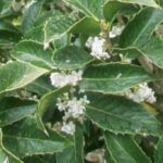 Osmanthus aquifolium