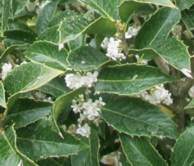 Osmanthus aquifolium