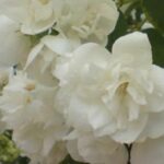 Philadelphus 'Virginalis'