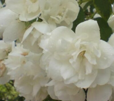 Philadelphus 'Virginalis'