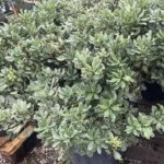 Pittosporum tobira 'Variegatum'