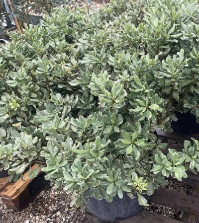 Pittosporum tobira 'Variegatum'