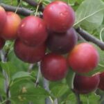 Prunus cerasifera AMOLO
