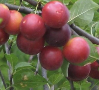 Prunus cerasifera AMOLO