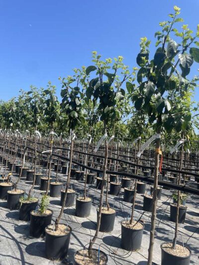 Prunus cerasifera AMOLO CL9