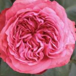 Rosa Audrey Fleurot
