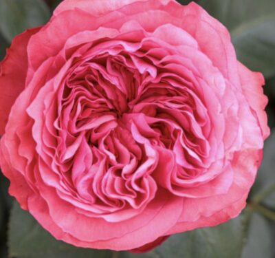 Rosa Audrey Fleurot