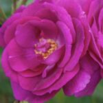 Rosa Bluebell