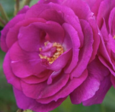 Rosa Bluebell
