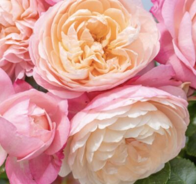 Rosa David Hockney