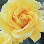 Rosa Duftgold