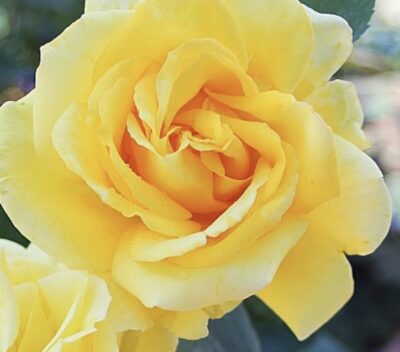 Rosa Duftgold