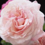 Rosa Jean De La Fontaine